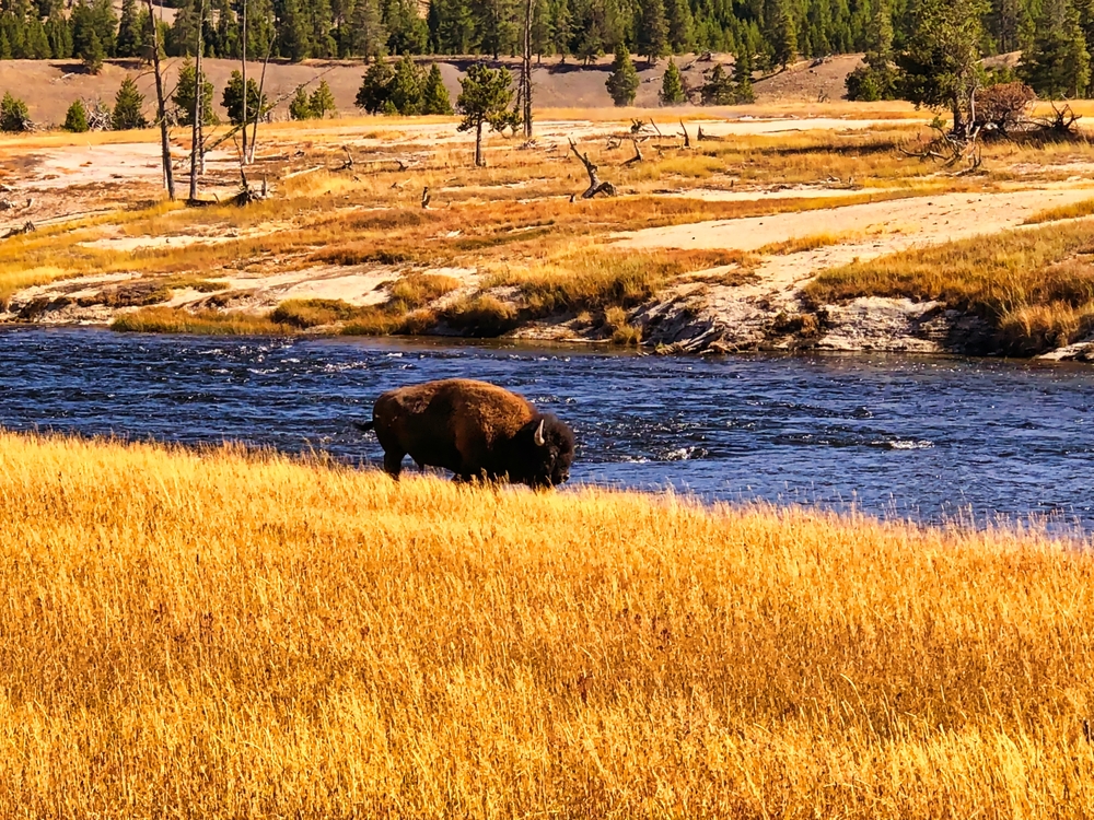 Fall in Yellowstone: A Guide to Lodging, Tours & Tips for Visiting After Summer Crowds