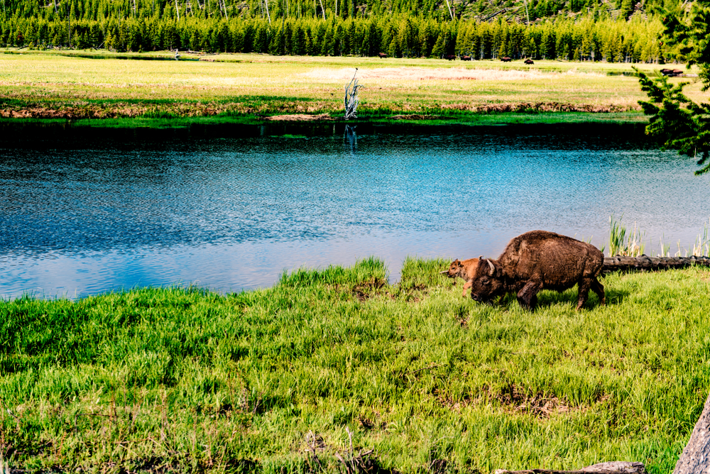 Yellowstone,travle,photo