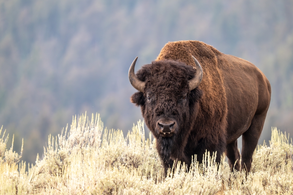 Wildlife Watching in Yellowstone: Tips for Spotting the WIldlife Around