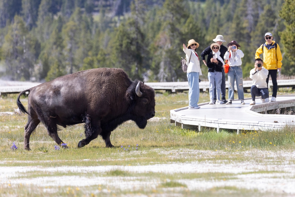 Yellowstone,national,park,,wyoming,usa, ,july,3,,2024:,a