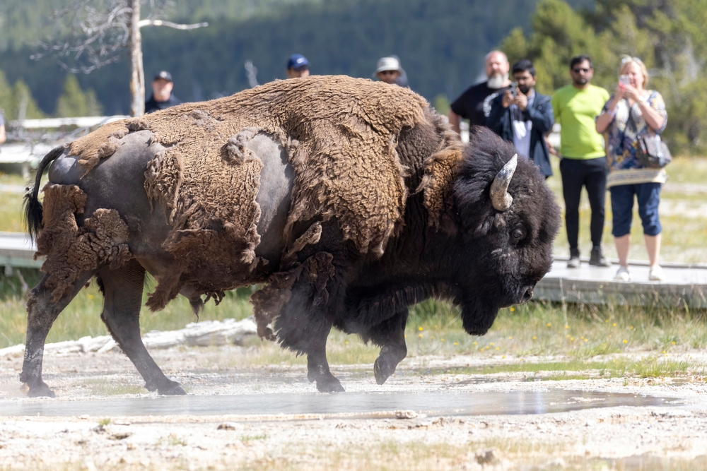 Yellowstone,national,park,,wyoming,usa, ,july,3,,2024:,a