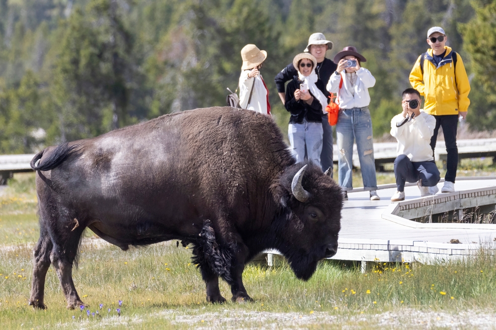Yellowstone,national,park,,wyoming,usa, ,july,3,,2024:,a