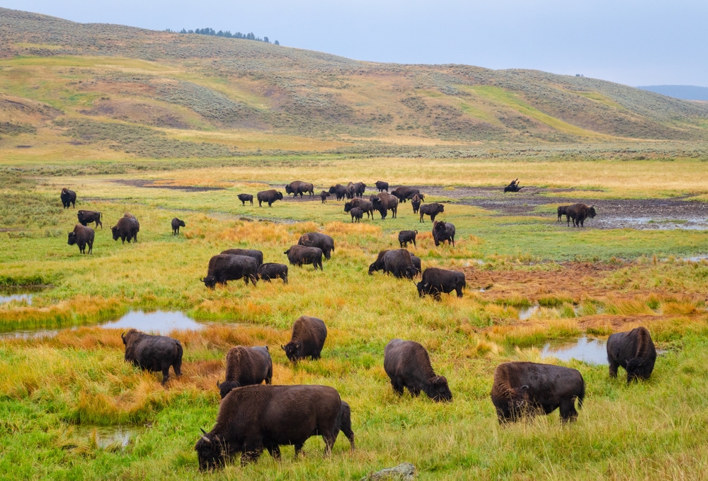 How to Spot Wildlife Safely on Your Yellowstone National Park Tour