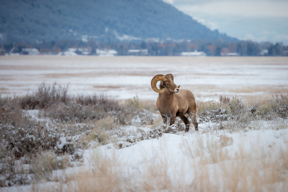 Wild,bighorn,sheep,roaming,through,grand,teton,national,park,in