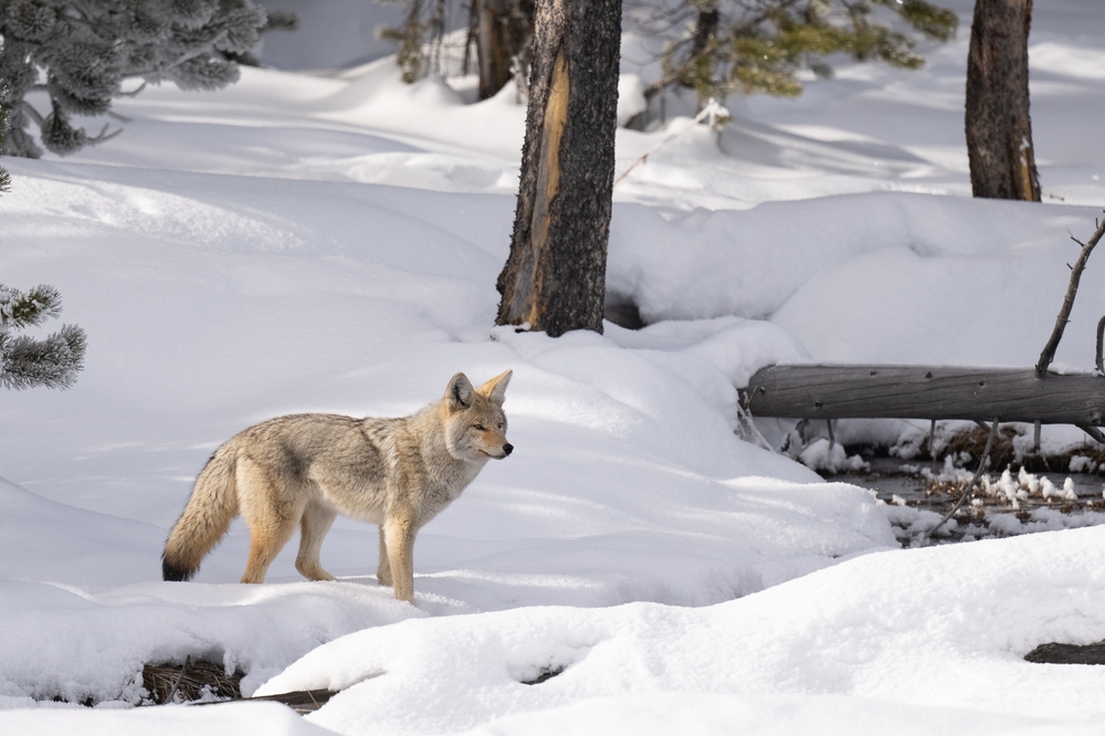 Winter Wildlife Watching in Yellowstone: Where to Go, What to Expect & How to Prepare