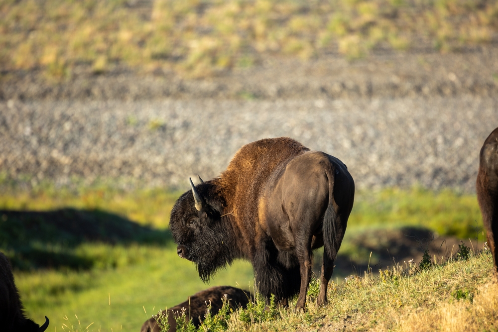 A,majestic,bison,bull,stands,tall,in,the,open,prairie