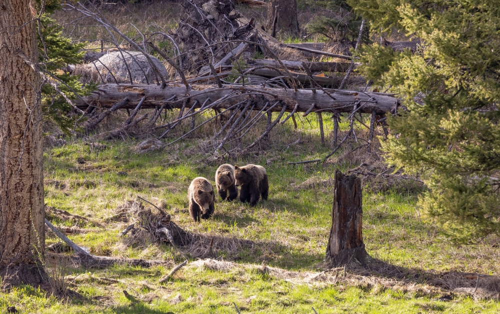 Top 5 Wildlife Viewing Spots in Yellowstone National Park
